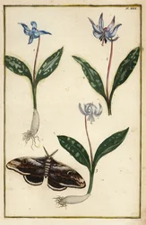 Violeta de diente de perro, Erythronium dens-canis, y polilla