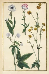Globo de oro, Trollius europaeus, y otras especies de ranúnculos, Ranunculus glacialis, etc.