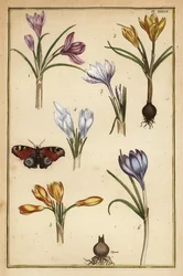 Azafrán de primavera, Crocus vernus, y mariposa pavo real europea, Aglais io