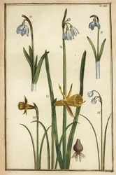 Narciso silvestre, Narcissus pseudonarcissus, y campanillas de invierno, Galanthus nivalis