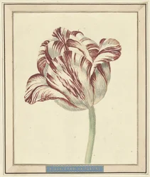 Tulipán, llamado Bisar, Cardenal de Fleuri