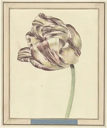 Tulipán, llamado Bisar, Estados Generales