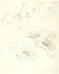Estudios de hojas