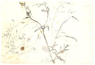 Estudios de plantas