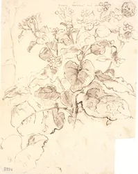 Estudios de plantas
