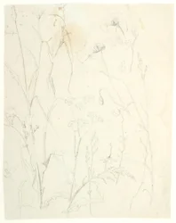 Estudios de plantas