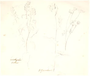 Estudios de plantas