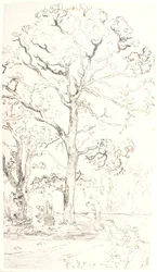 Estudio de robles