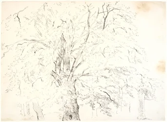 Estudio de una gran copa de árbol