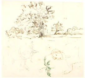 Estudios de roble, hojas de ranúnculo y otros