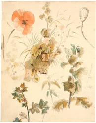 Estudios de varias flores, incluidas amapolas