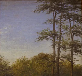 Estudio de maleza y árboles altos, Funen