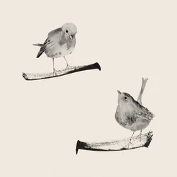 Dos pájaros apacibles