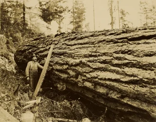 [Leñador, sierra de corte transversal y árbol talado]