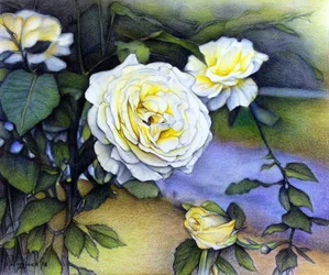 Rosas de Alberta en flor, 2018 (lápiz sobre papel)