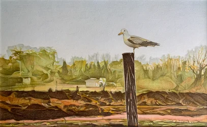 Gaviota solitaria, 2022 (lápiz sobre papel)