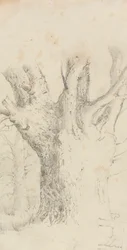 Árbol
