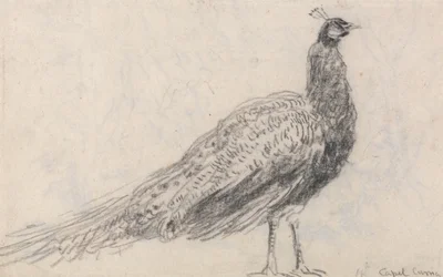 Pavo real en Capel Curig
