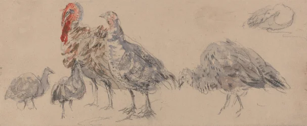 Estudio de los pavos