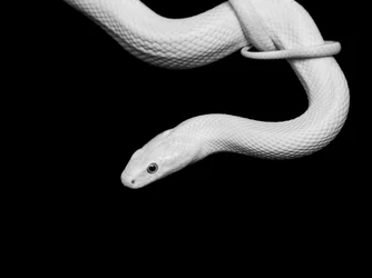 Retrato de una serpiente albina