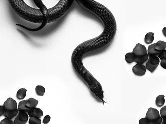 Rosas «Serpiente Negra»