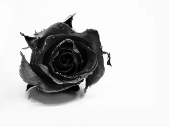 Rosa negra mojada