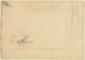 Estudios de paisaje y arbolado (verso)