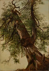 estudio de un cedro