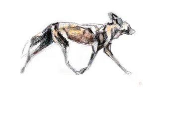 Perro salvaje africano corriendo, 2020 (lápiz de cera y acuarela sobre papel)