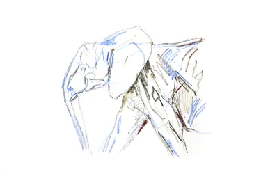 Elefante africano, 2021 (crayón sobre papel)