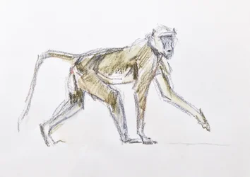 Babuino, 2020 (acuarela y crayón sobre papel)