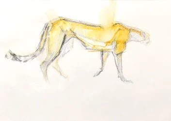 Guepardo, 2020 (Crayón sobre papel)