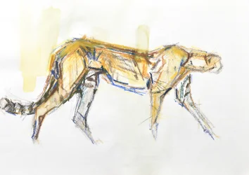 Cheetah, 2020 (crayón y acuarela sobre papel)
