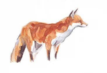 Fox, 2021 (crayón y acuarela sobre papel)