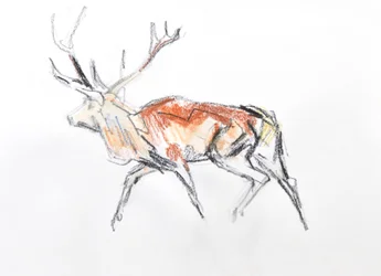 Red Deer Stag, 2020 (acuarela sobre papel)