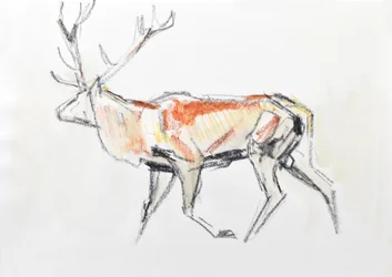 Red Deer Stag, 2020 (acuarela sobre papel)