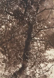 El árbol de las hadas en Colinton, 1846