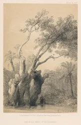 El Árbol Sagrado de Metereeah
