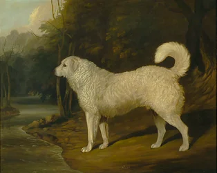 Retrato de un Perro, Ross