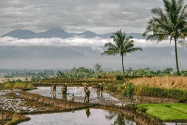 Java, Bandung. Agricultores dan forma a los diques de sus terrazas de arroz, Bandung, Java.