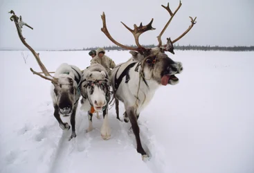 Un reno tira de un jefe saami, o lapón, en trineo por la nieve. Cerca de Lovozero, Rusia...