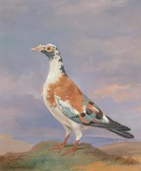 Estudios sobre la paloma mensajera