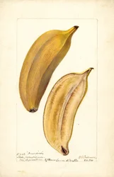 Plátanos (Musa: Paradise) (aseo)