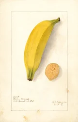 Bananas ( Musa: Platano Morado) (watercolor)