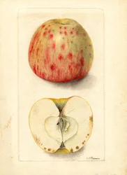Manzanas de hueso amargo (Malus domestica) (acuarela)