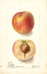 Melocotones (Prunus persica: Carmen) (acuarela)