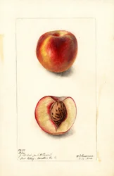 Melocotones (Prunus persica: Hiley) (acuarela)