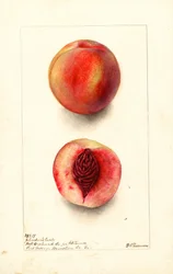 Melocotones (Prunus persica: Johnsons Early) (acuarela)