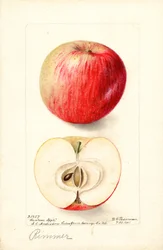 Manzanas Rimmer (Malus domestica) (acuarela)