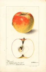 Manzanas Tecumseh ( Malus domestica) (acuarela)